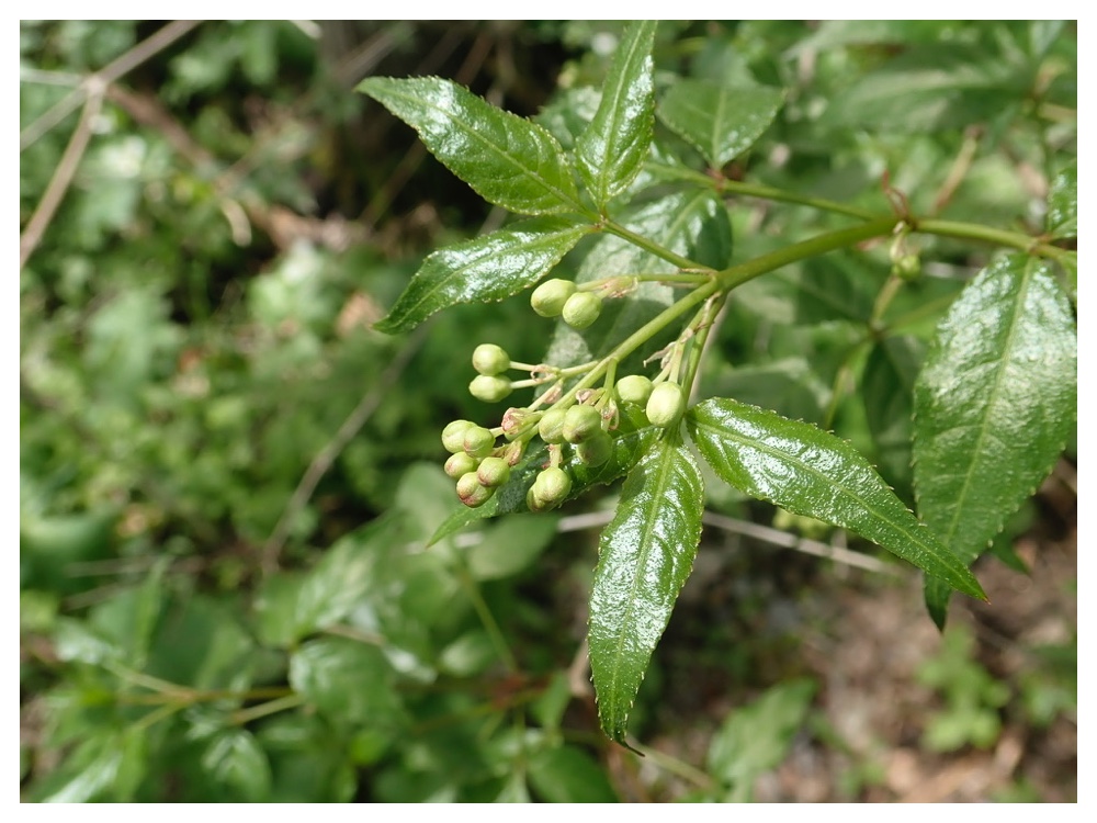 ミツバツチグリ