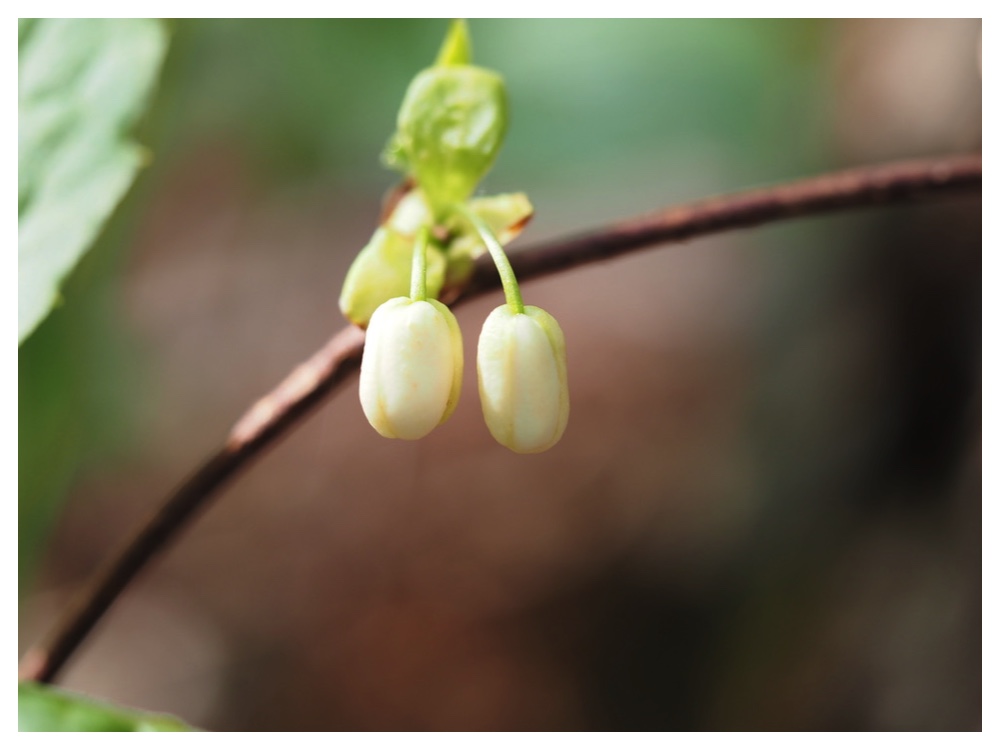 チョウセンゴミシ