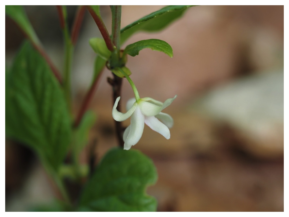 チョウセンゴミシ