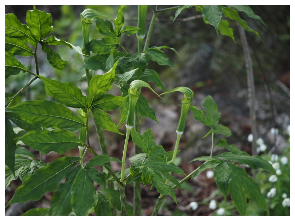 コウライテンナンショウ
