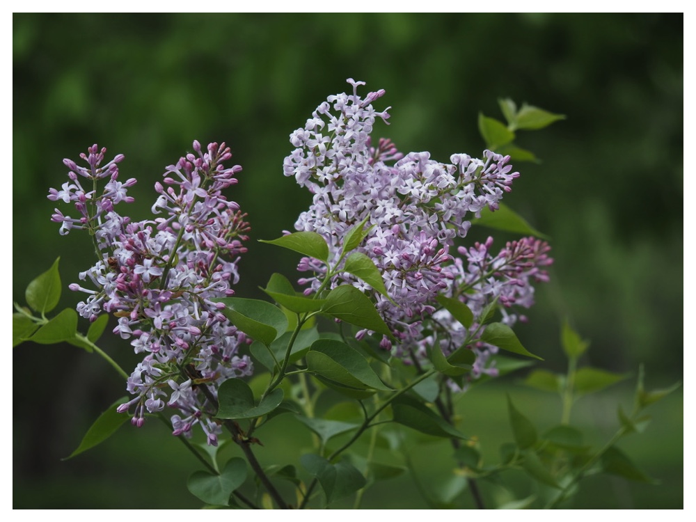 ムラサキハシドイ