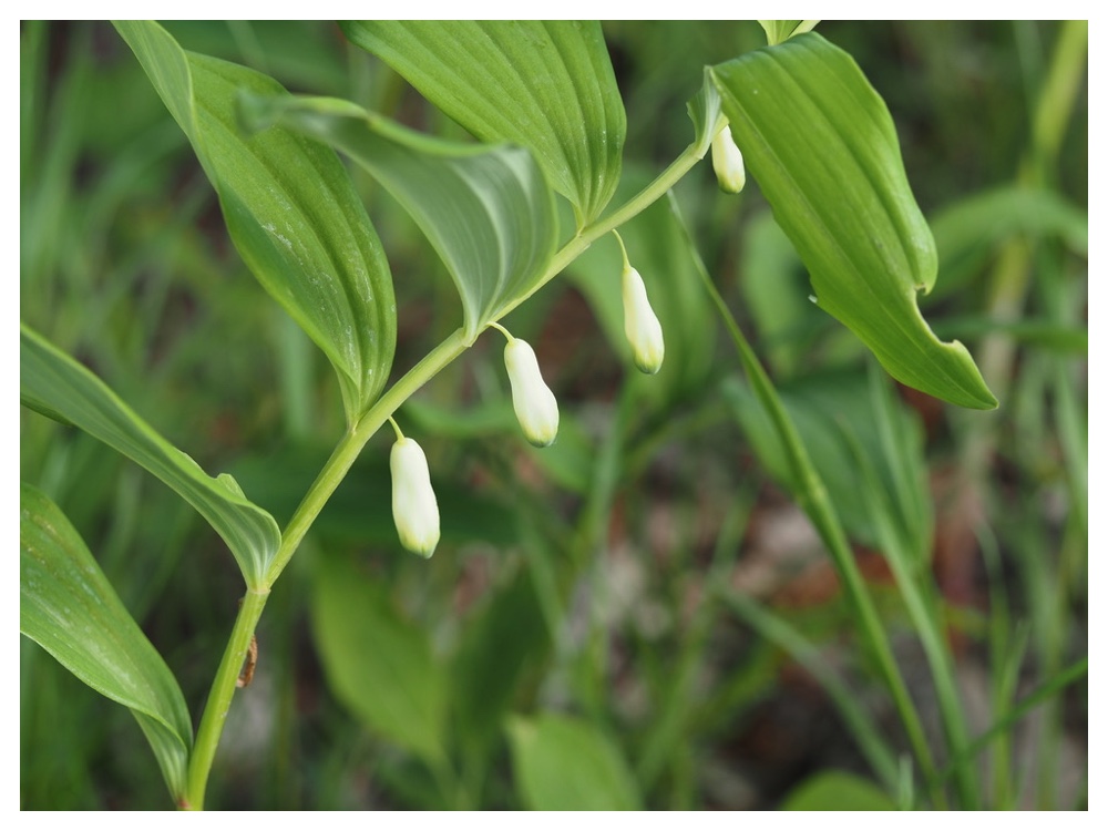 オオアマドコロ