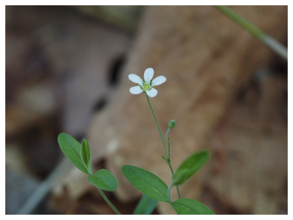 オオヤマフスマ