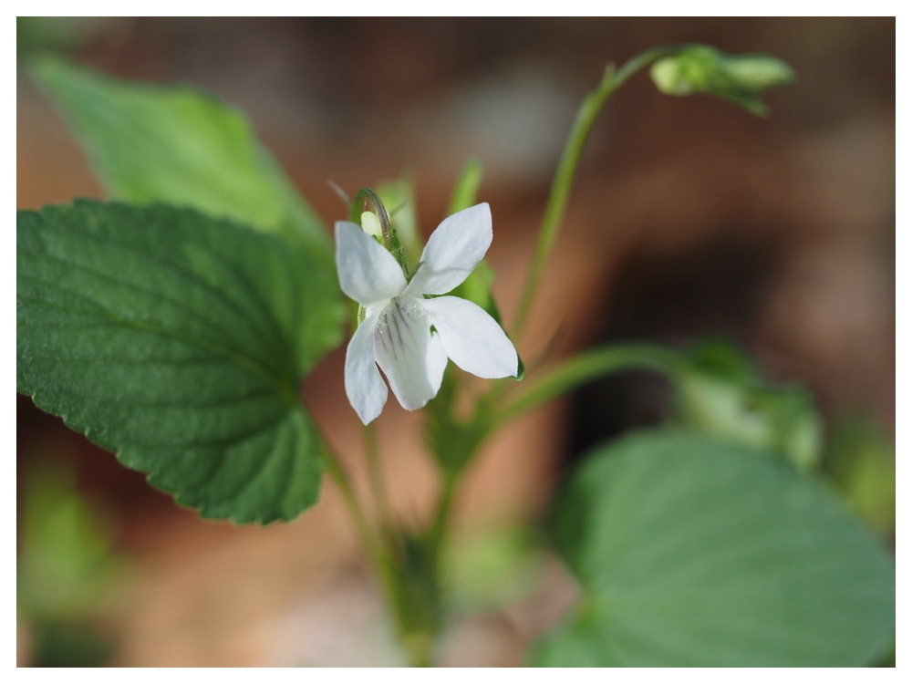 エゾノタチツボスミレ（白花）