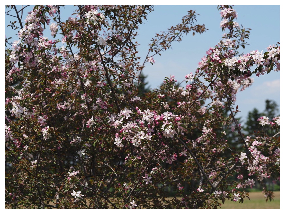 エゾノコリンゴ