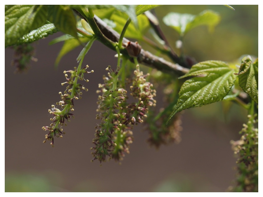ヤマグワの雄花