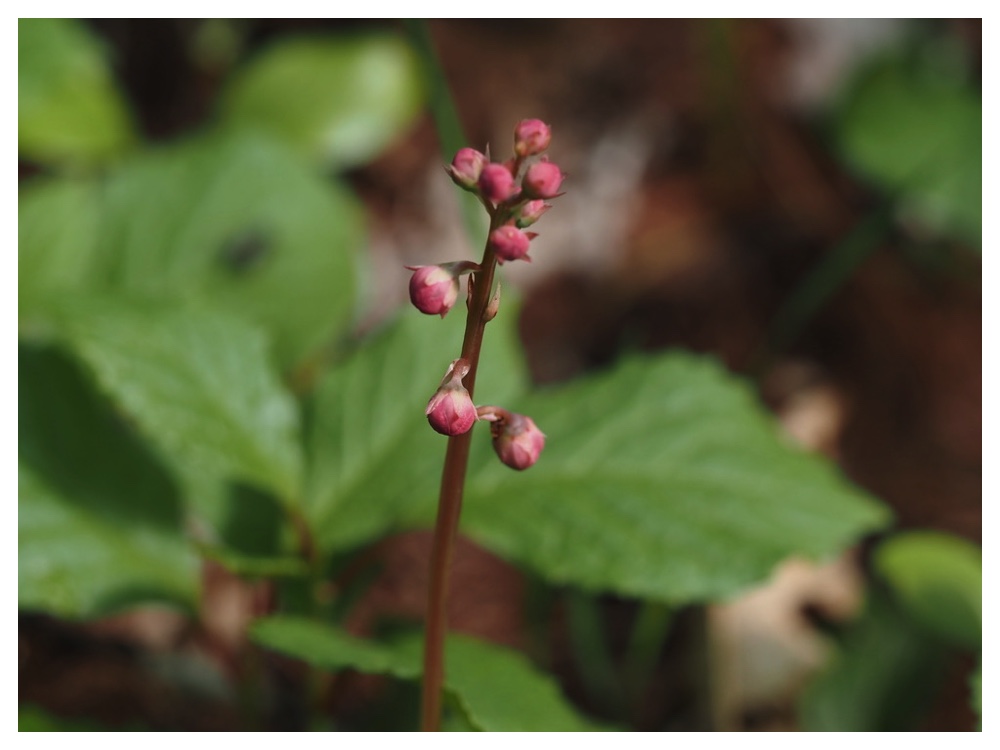 ベニバナイチヤクソウ