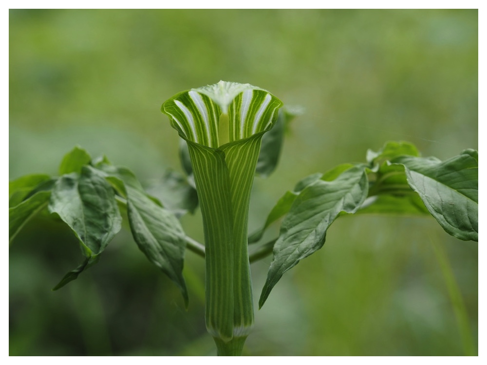 コウライテンナンショウ