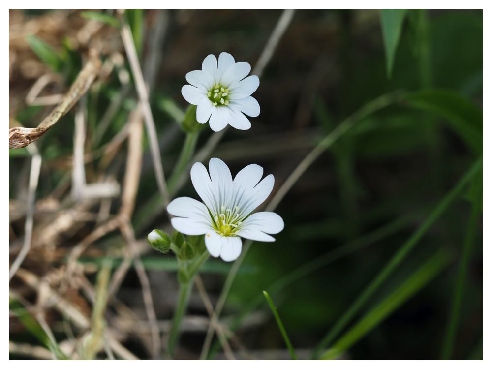 オオバナノミミナグサ