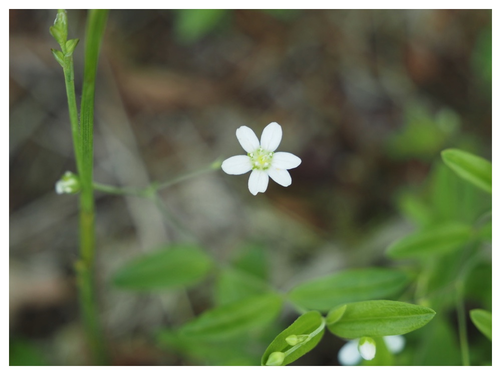 オオヤマフスマ