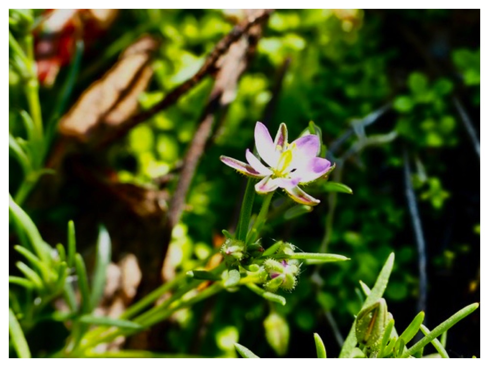 ウスベニツメクサ