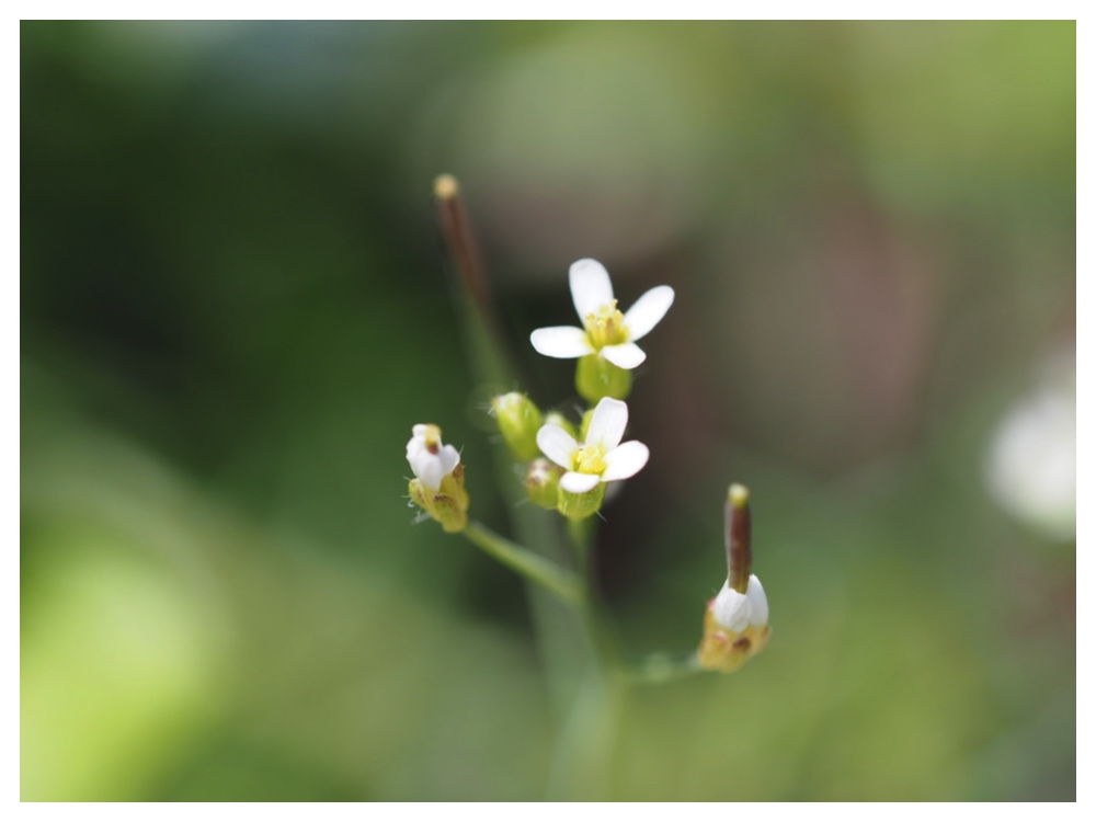 シロイヌナズナ