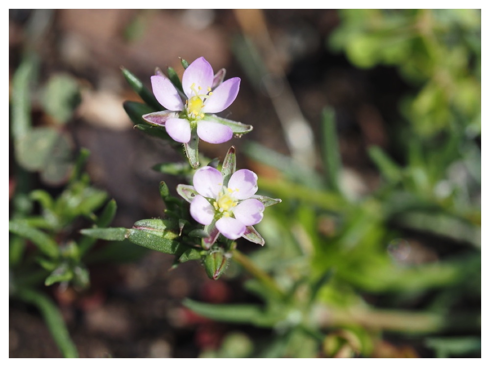 ウスベニツメクサ