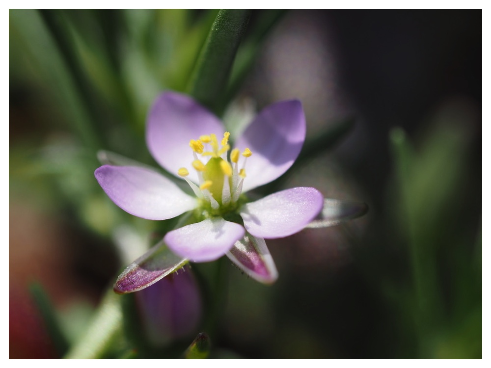 ウスベニツメクサ