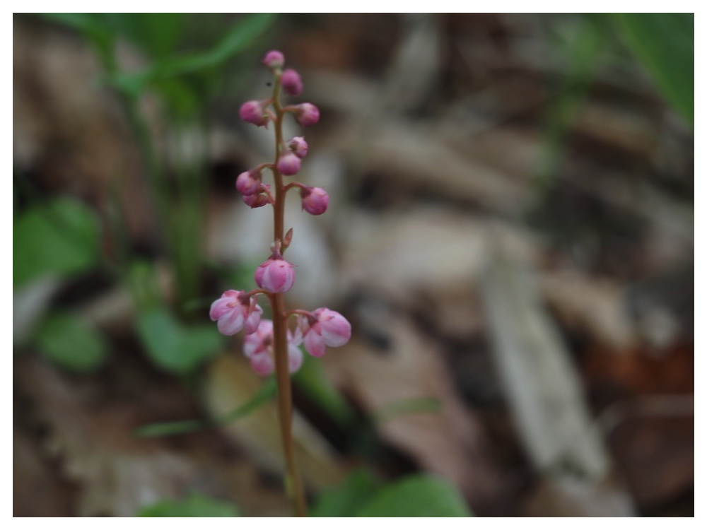 ベニバナイチヤクソウ