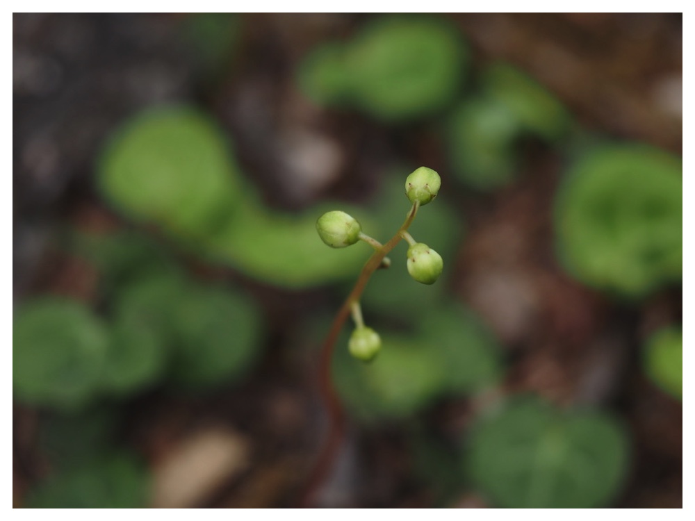 ジンヨウイチヤクソウ