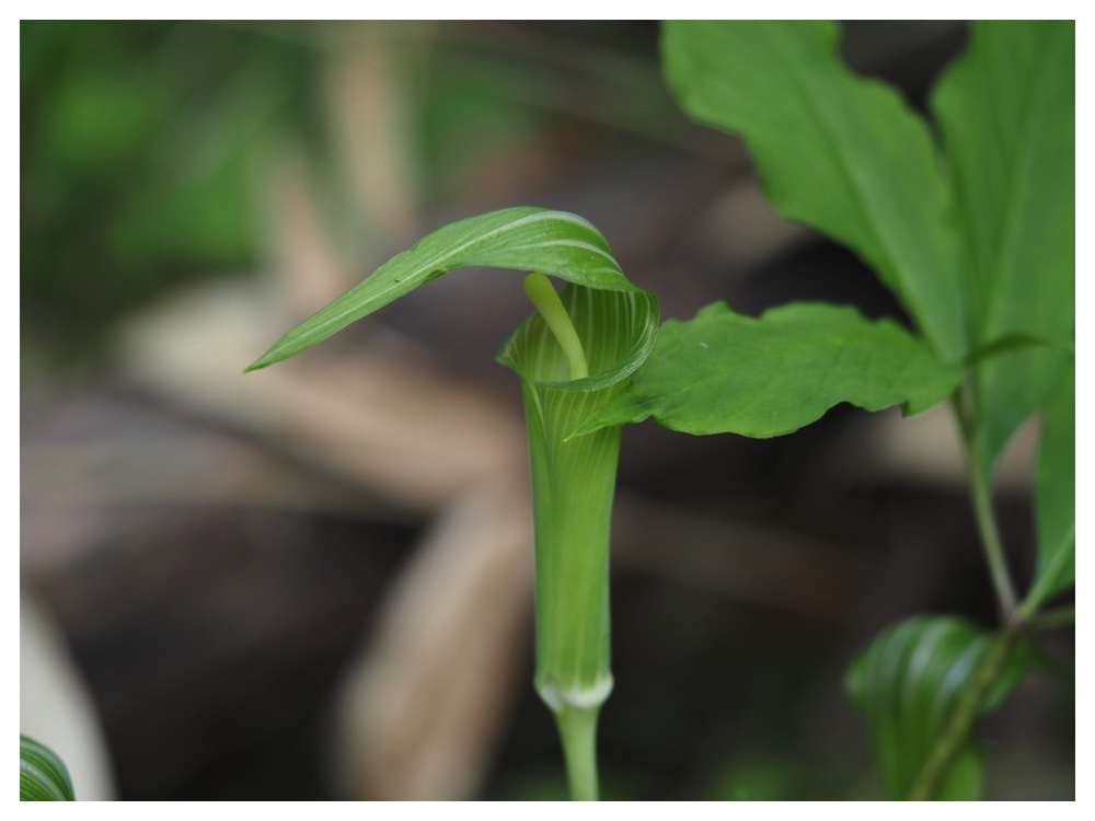 コウライテンナンショウ