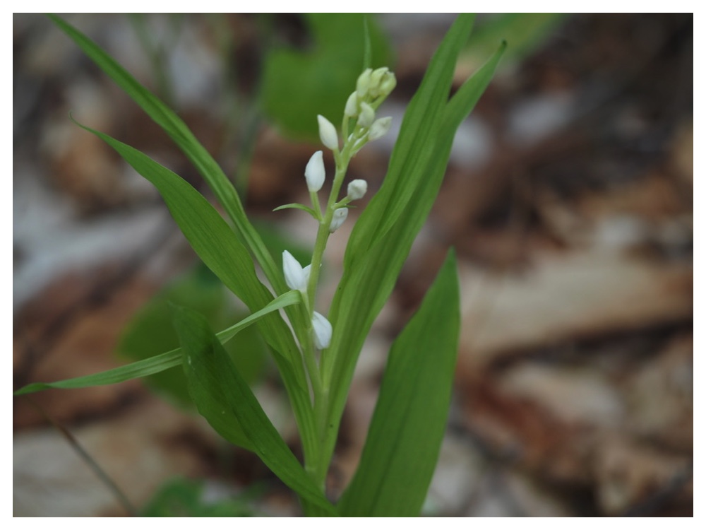 ササバギンラン