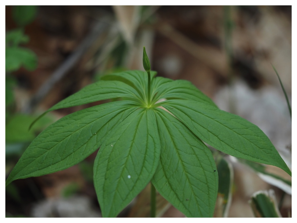 クルマバツクバネソウ