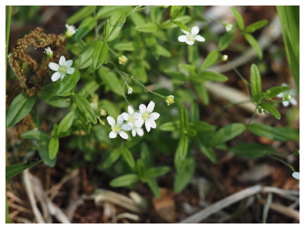 オオヤマフスマ