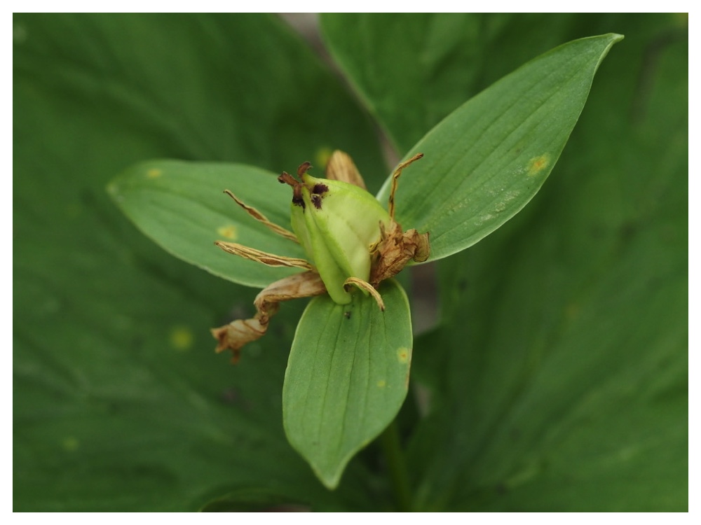 オオバナノエンレイソウの実