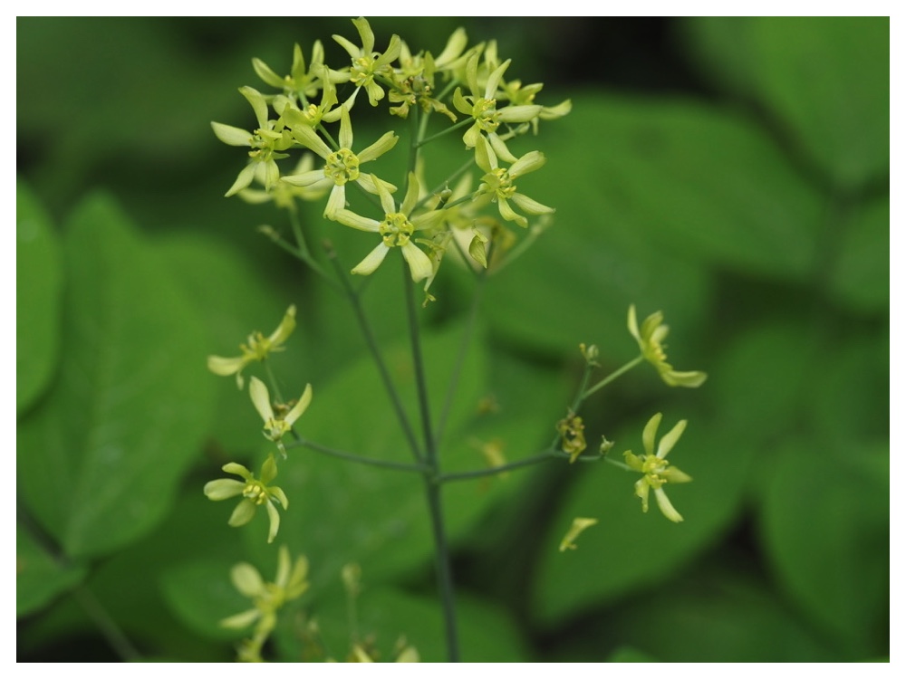 ルイヨウボタンの花