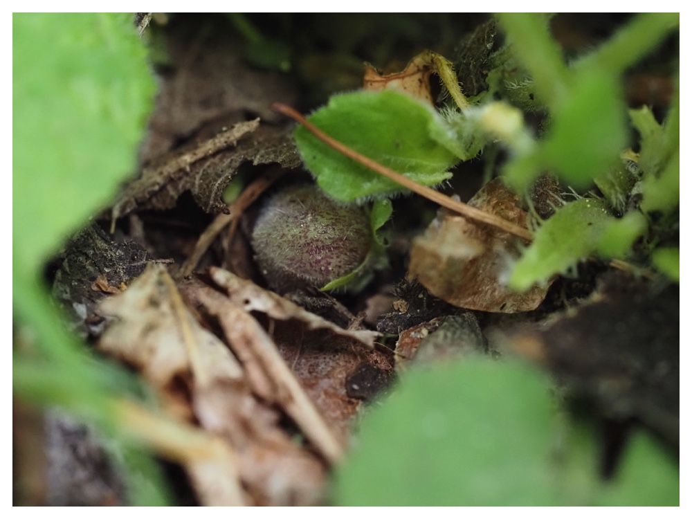 アオイスミレの実