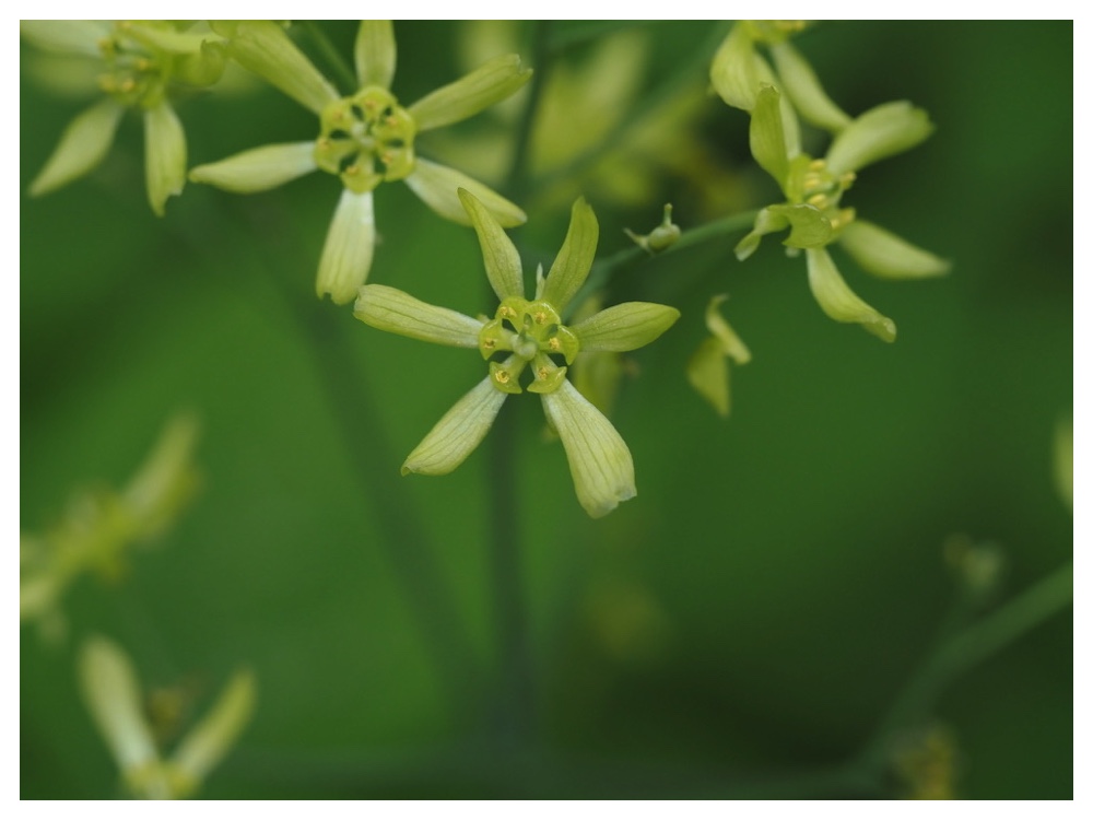 ルイヨウボタンの花