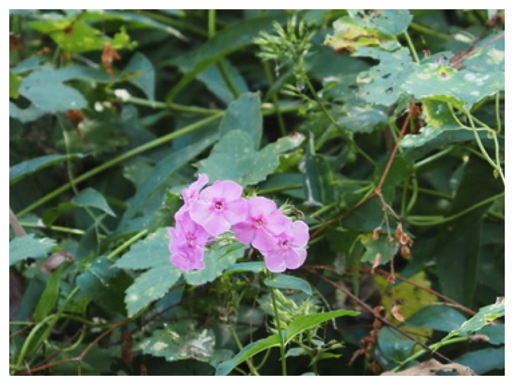 クサキョウチクトウ