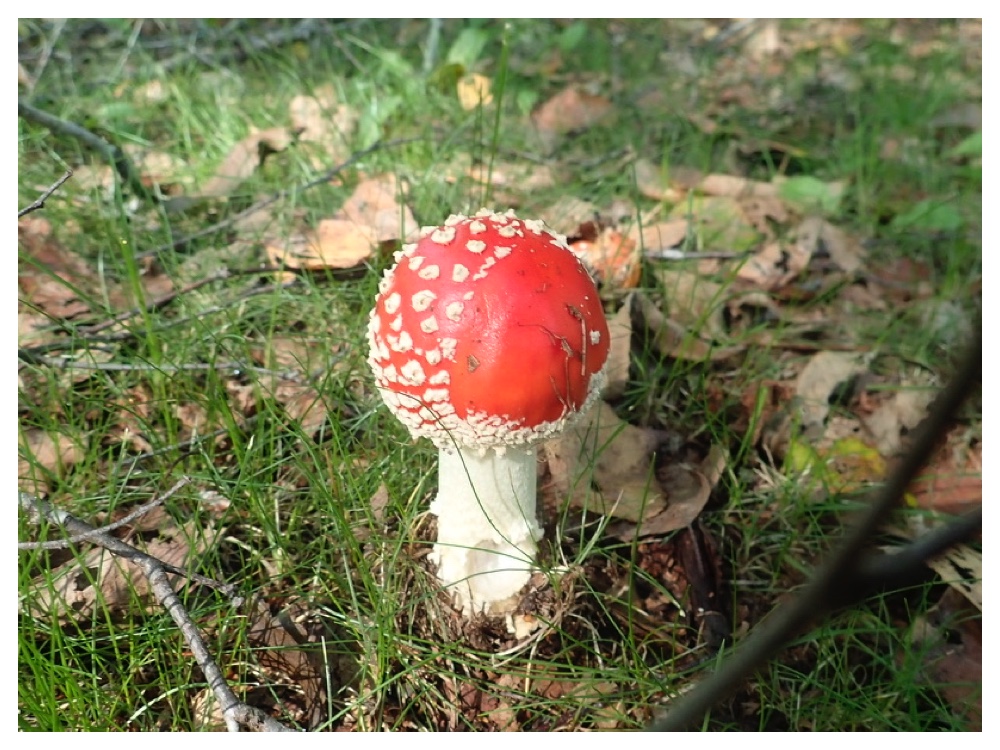 ベニテングタケ