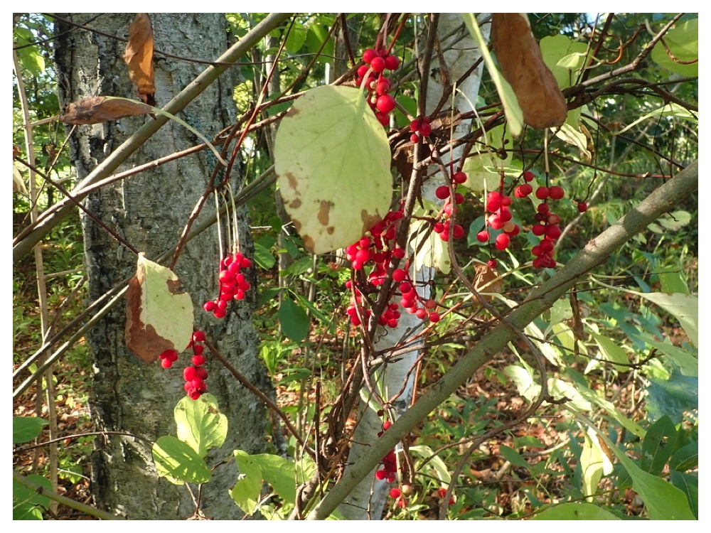 チョウセンゴミシ