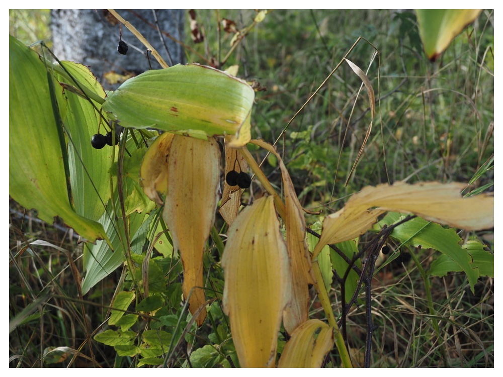 オオアマドコロの実