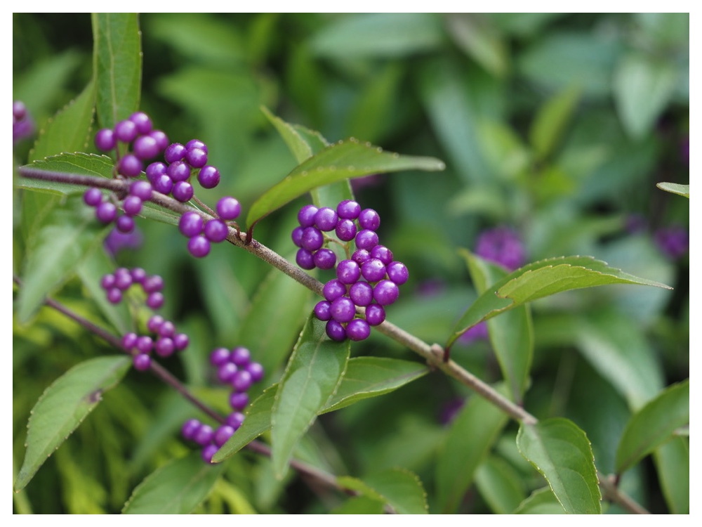 ムラサキシキブ