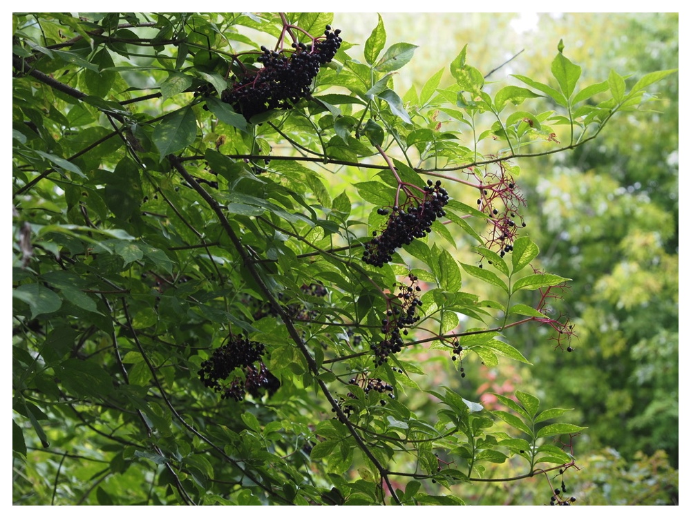 セイヨウニワトコ