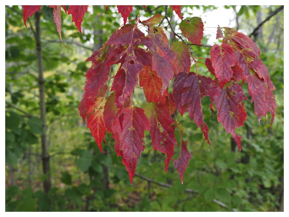 カラコギカエデ