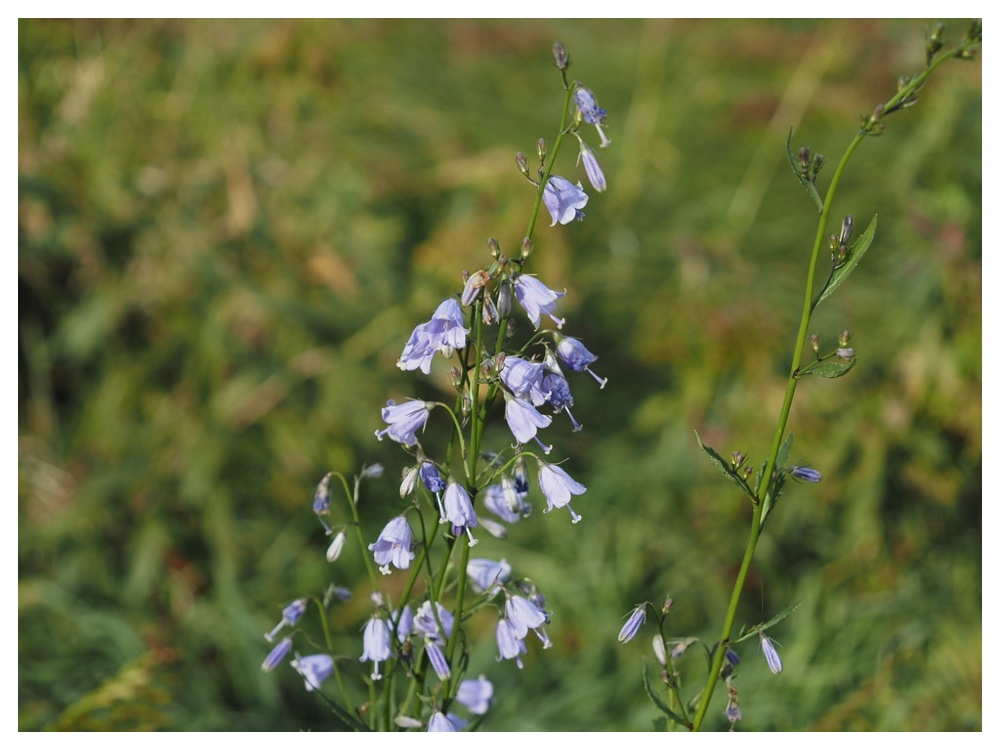 ツリガネニンジン