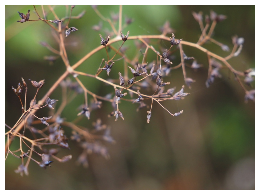 アキカラマツの実