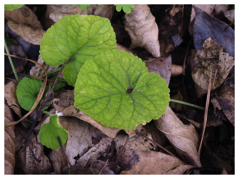 アオイスミレの葉