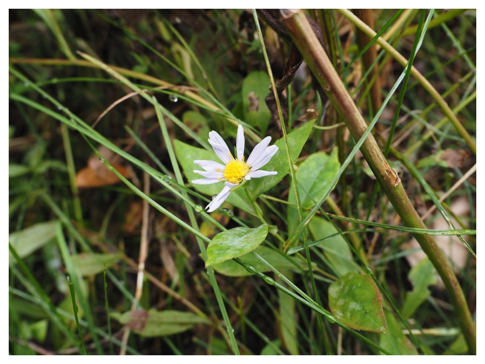 エゾノコンギク