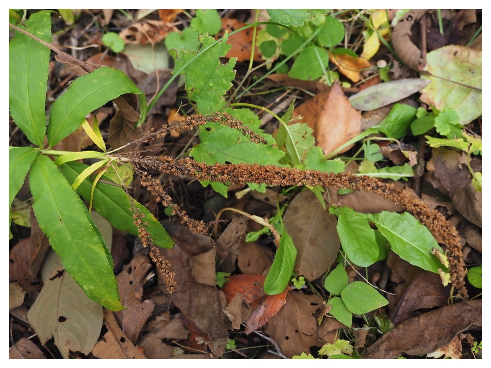 クガイソウの実