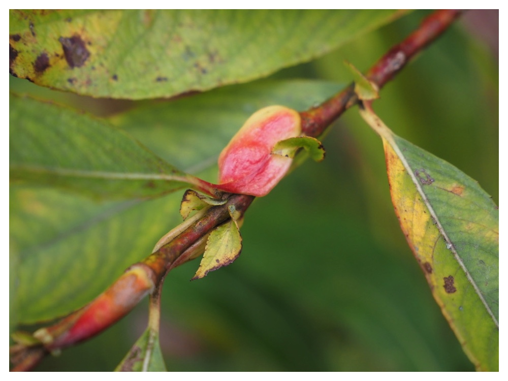 ネコヤナギの冬芽