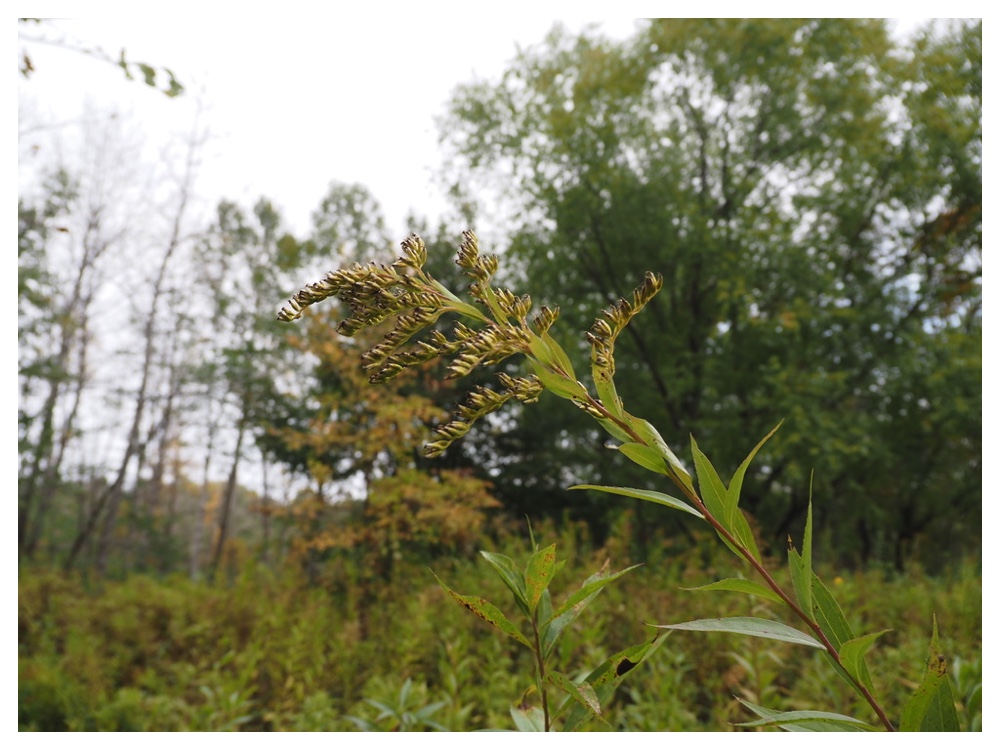 オオアワダチソウの実