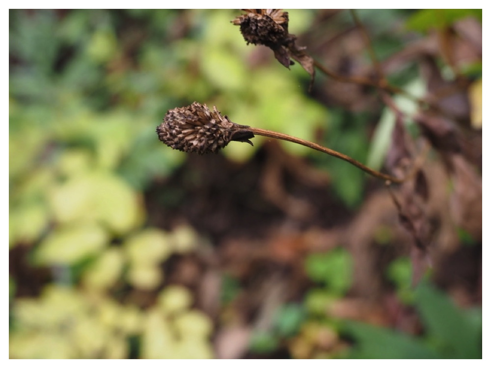 オオハンゴンソウの実