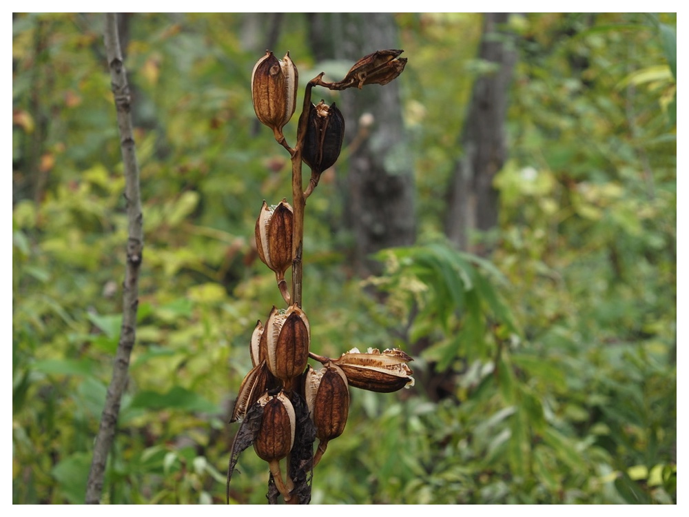 オオウバユリの実