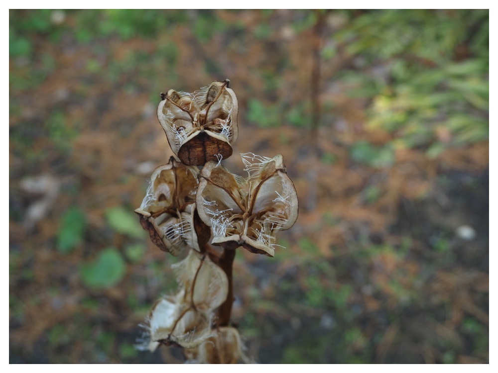 オオウバユリの実