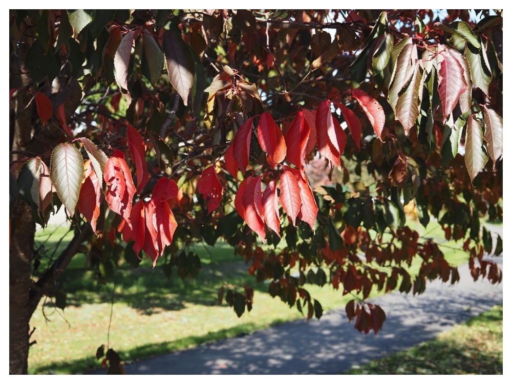 エゾヤマザクラ