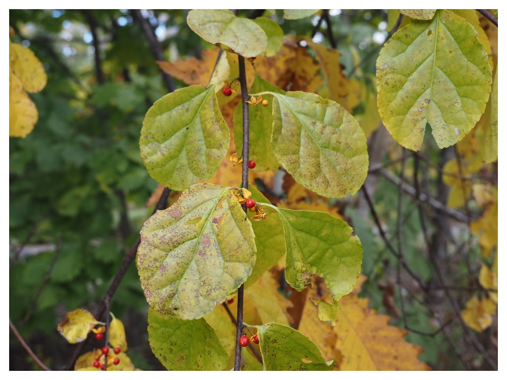 ツルウメモドキ