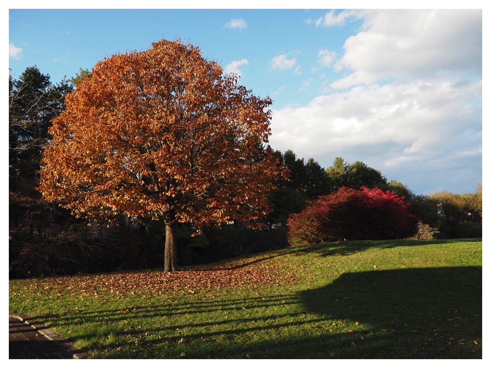 エゾヤマザクラ