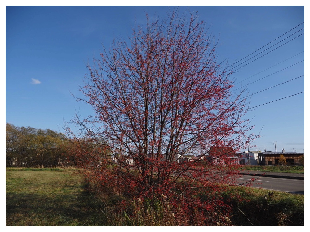 エゾノコリンゴ