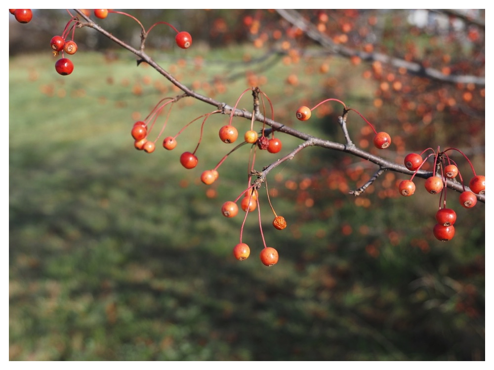 エゾノコリンゴ